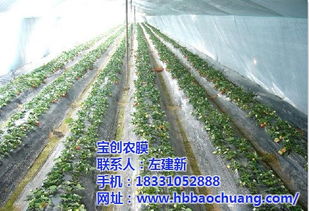 天津农地膜市场现状与宝创农膜的发展之道